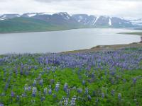 Lupinenfelder oberhalb dem Dýrafjörður